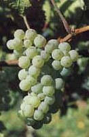 Manzoni Bianco