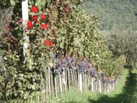 Sangiovese